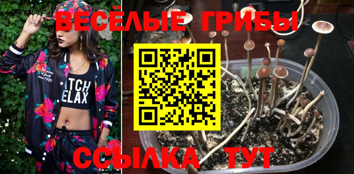 Псилоцибиновые грибы прущие грибы  Галлюциногенные грибы Psilocybine cubensis  Кимовск  Вход с VPN 